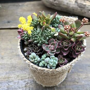 確認用 多肉 セダム 寄植え セダムセット28ポット入りの通販 | GreenSnap STORE(グリーン